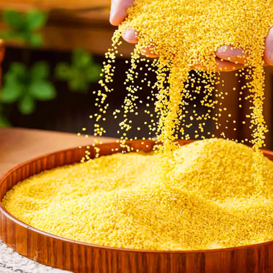 米脂小米 黄小米黑小米 油小米月子米五谷杂粮新米小米粥 